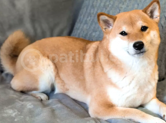 Dünya Tatlısı Üst Kalite Shiba Köpek
