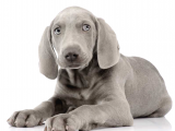 Korkusuz Enerji Dolu Weimaraner Erkek Dişi