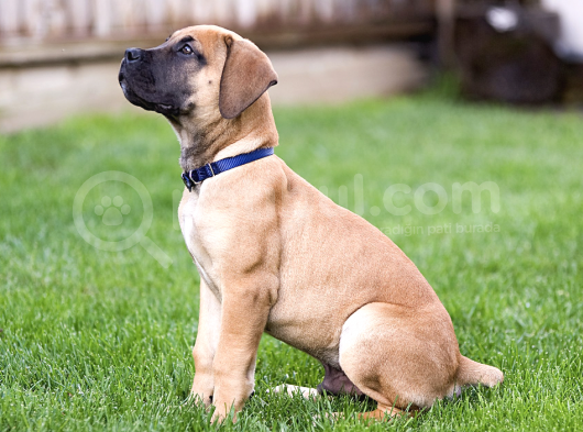 Sağlik Ve Irk Garanti̇li̇ Boerboel Yavrularımız
