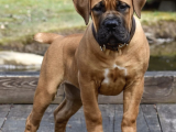 Sağlik Ve Irk Garanti̇li̇ Boerboel Yavrularımız