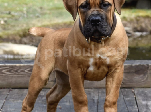 Sağlik Ve Irk Garanti̇li̇ Boerboel Yavrularımız görsel