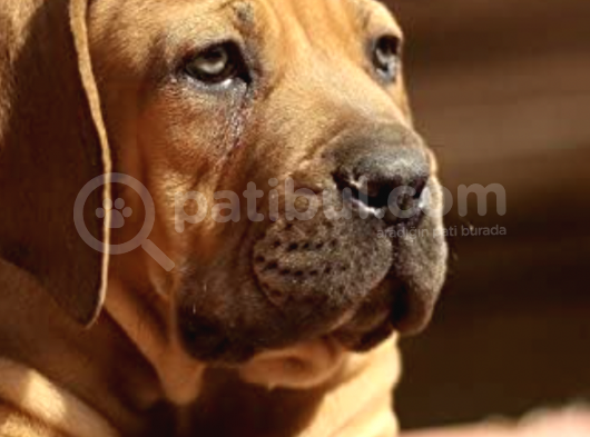 Sağlik Ve Irk Garanti̇li̇ Boerboel Yavrularımız görsel