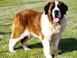 Uzun Tüylü Saint Bernard Erkek Dişi