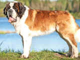Uzun Tüylü Saint Bernard Erkek Dişi