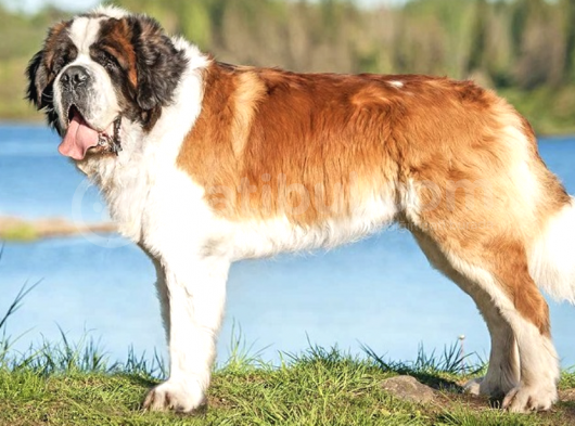 Uzun Tüylü Saint Bernard Erkek Dişi görsel