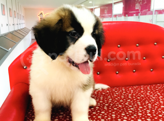 Uzun Tüylü Saint Bernard Erkek Dişi görsel
