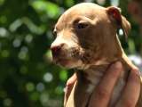 Safkan Secereli Pitbull Erkek Dişi