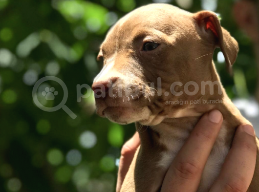 Safkan Secereli Pitbull Erkek Dişi