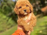 Özel Renk Red Poodle Bebeği̇mi̇