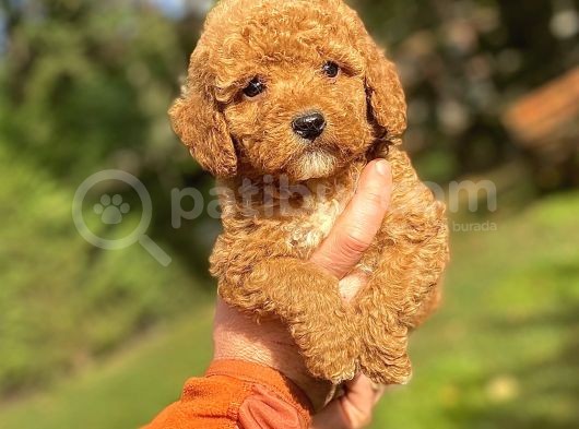 Özel Renk Red Poodle Bebeği̇mi̇ görsel