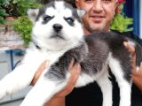 Burkem Den Si̇bi̇rya Kurdu (Husky) Yavrular