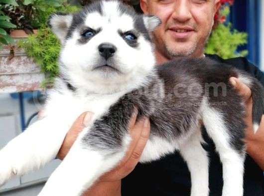 Burkem Den Si̇bi̇rya Kurdu (Husky) Yavrular