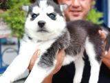 Burkem Den Si̇bi̇rya Kurdu (Husky) Yavrular