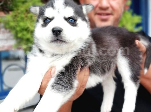 Burkem Den Si̇bi̇rya Kurdu (Husky) Yavrular görsel