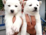 Burkem Den Si̇bi̇rya Kurdu (Husky) Yavrular