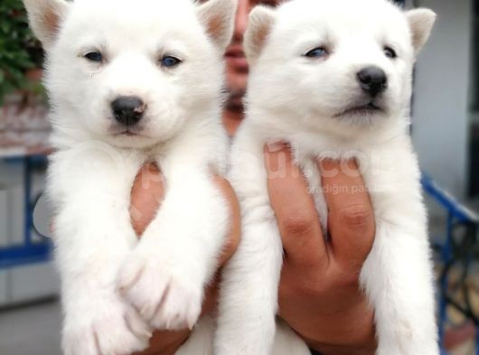 Burkem Den Si̇bi̇rya Kurdu (Husky) Yavrular görsel