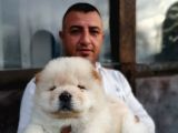 Burkem Den Chow Chow Yavrular
