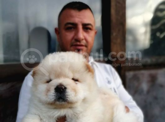 Burkem Den Chow Chow Yavrular görsel