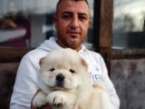 Burkem Den Chow Chow Yavrular
