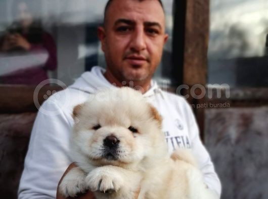 Burkem Den Chow Chow Yavrular görsel