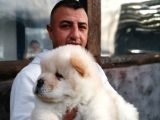 Burkem Den Chow Chow Yavrular