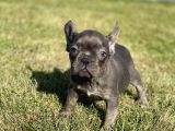 Dna Belgeli Yavrularımız French Bulldog