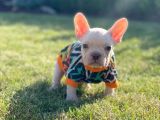 Dna Belgeli Yavrularımız French Bulldog