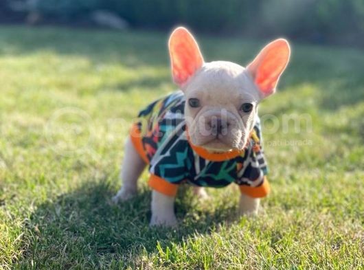 Dna Belgeli Yavrularımız French Bulldog görsel