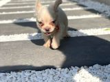 Bluetan Plantinum Visual Full Fluffy French Bulldog