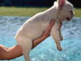 Bluetan Plantinum Visual Full Fluffy French Bulldog