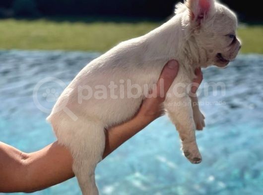 Bluetan Plantinum Visual Full Fluffy French Bulldog görsel