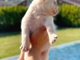 Bluetan Plantinum Visual Full Fluffy French Bulldog