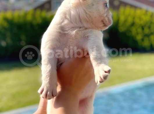 Bluetan Plantinum Visual Full Fluffy French Bulldog