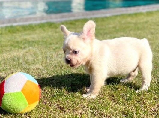 Bluetan Plantinum Visual Full Fluffy French Bulldog görsel