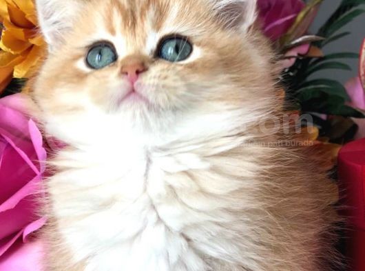 A Kalite Bri̇ti̇sh Shorthai̇r Golden  Yavrular görsel