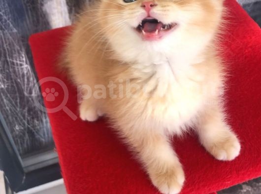 A Kalite Bri̇ti̇sh Shorthai̇r Golden  Yavrular görsel