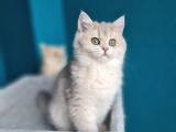 Show Kali̇te Blue Golden Bri̇ti̇sh Shorthai̇r Yavrularimiz