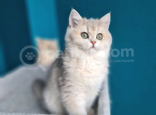 Show Kali̇te Blue Golden Bri̇ti̇sh Shorthai̇r Yavrularimiz görsel