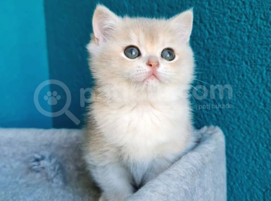 Show Kali̇te Blue Golden Bri̇ti̇sh Shorthai̇r Yavrularimiz görsel