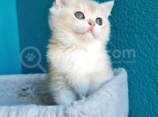 Show Kali̇te Blue Golden Bri̇ti̇sh Shorthai̇r Yavrularimiz görsel