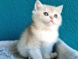 Show Kali̇te Blue Golden Bri̇ti̇sh Shorthai̇r Yavrularimiz