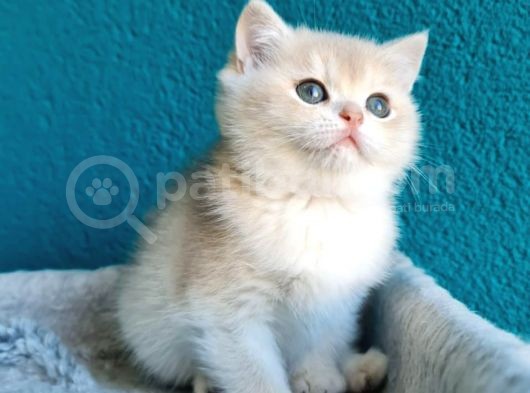 Show Kali̇te Blue Golden Bri̇ti̇sh Shorthai̇r Yavrularimiz görsel