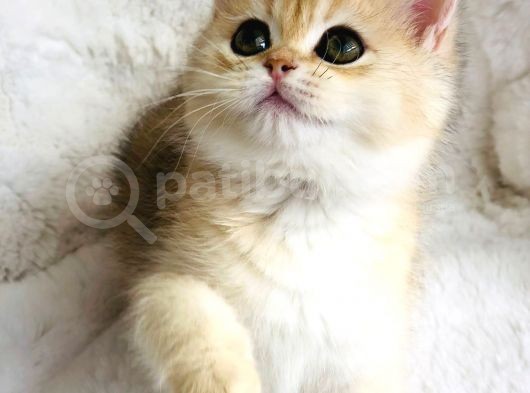 A Kalite Bri̇ti̇sh Shorthai̇r Golden  Yavrular görsel