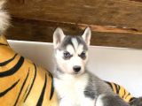 Husky Si̇bi̇rya Kurdu Bebekler