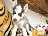 Husky Si̇bi̇rya Kurdu Bebekler