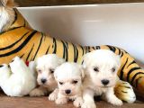 Maltese Terri̇er Sifir Numara Irk Garanti̇li̇