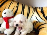 Maltese Terri̇er Sifir Numara Irk Garanti̇li̇