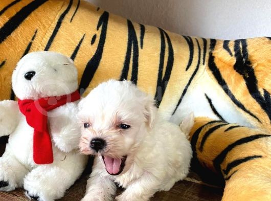 Maltese Terri̇er Sifir Numara Irk Garanti̇li̇ görsel