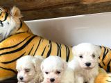 Maltese Terri̇er Sifir Numara Irk Garanti̇li̇