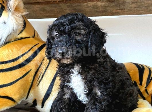 Poodle Özel Renk Irk Garanti̇li̇ görsel